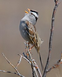 Sparrow Sing better. Original public domain image from Flickr