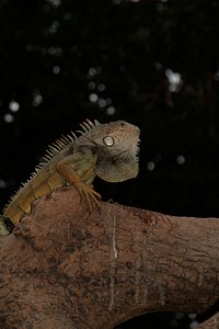 Iguana. Original public domain image from Flickr