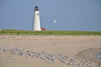 Terns at shore background. Original public domain image from Flickr