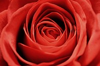 Macro red rose. Original public domain image from Flickr