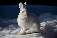 Snowshoe Hare. Original public domain image from Flickr