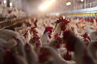 Some of the 17,000 poultry at Seldom Rest Farms located, north of Myerstown, PA, on Wednesday, April 20, 2011.