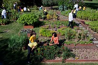 First Lady Michelle Obama and White House chefs join children from Bancroft and Tubman Elementary Schools to harvest vegetables during the third annual White House Kitchen Garden fall harvest on the South Lawn, Oct. 5, 2011.