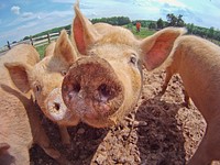 Pigs at Keenbell Farm are pasture raised by 3rd generation farmer CJ Isbell in Rockville, VA, on May 6, 2011.