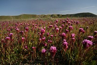 Three hundred years ago, California&rsquo;s Central Valley was vast grassland where antelope and elk grazed and wildflowers swept the spring landscape.