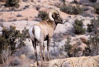 Bighorn Sheep. Original public domain image from Flickr