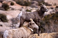 Bighorn Sheep with Radio Collar. Original public domain image from Flickr