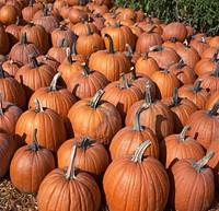 Pumpkins on sale at a local farm stand in October 1992. Photo courtesy of National Archives and Records Administration. Original public domain image from Flickr