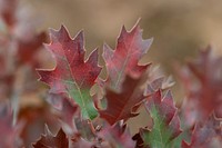 Shinnery Oak. Original public domain image from Flickr