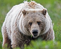 Grizzly Bear. Original public domain image from Flickr