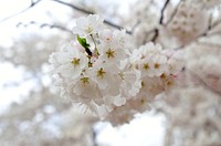 Cherry blossoms at the Tidal Basin in Washington, D.C., on Tuesday, March 20, 2012. USDA Photo by Lance Cheung. Original public domain image from Flickr