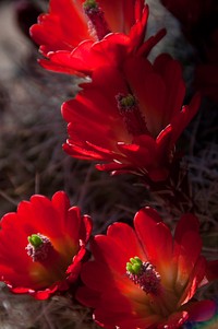 Claret Cup. Original public domain image from Flickr