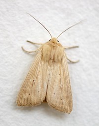 Moth. A brown moth with small black spots on its wings.