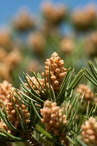 Pinyon Pine Cones. Original public domain image from Flickr