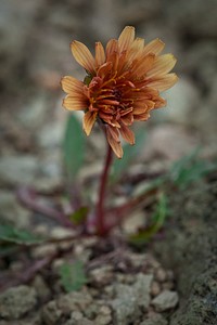 Dandelion. Original public domain image from Flickr