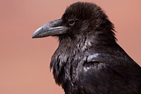 Common Raven. Original public domain image from Flickr