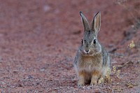 Desert Cottontail. Original public domain image from Flickr