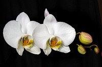 Orchid.<br/>The Orchidaceae are a diverse and widespread family of flowering plants, with blooms that are often colourful and fragrant, commonly known as the orchid family.