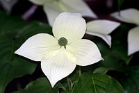 Flower of the Dogwood.(cornus)Cornus is a genus of about 30–60 species of woody plants in the family Cornaceae, commonly known as dogwoods, which can generally be distinguished by their blossoms, berries, and distinctive bark. Original public domain image from Flickr