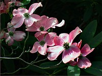 Pink cherokee dogwood. Original public domain image from Flickr
