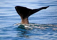 Whale. Original public domain image from Flickr