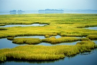 Coastal Wetlands. Original public domain image from Flickr