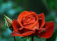 Hot Chocolate rose. Original public domain image from Flickr