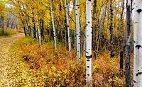 Autumn Calgary Alberta.