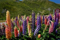 Lupins. Original public domain image from Flickr