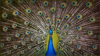 Beautiful peacock feathers photo. Free public domain CC0 image.