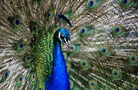 Peacock colours.  Original public domain image from Flickr