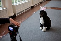 Feb. 29, 2012. "Sonya Hebert made this amusing photograph of Bo, the Obama family dog, as he was being videotaped for the Easter Egg Roll, in the East Colonnade of the White House."(Official White House Photo by Sonya N. Hebert)