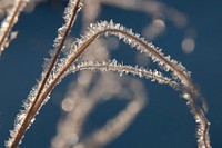 Hoar frost on Indian ricegrass. Original public domain image from Flickr