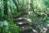 Santa Elena Natural Preserve. Monteverde Cloud Forest. Monteverde / Santa Elena, Costa Rica.