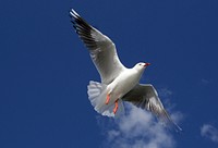 The silver gull is the most common gull of Australia. It has been found throughout the continent, but particularly at or near coastal areas. It is smaller than the Pacific gull, which also lives in Australia. Original public domain image from Flickr