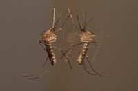 Mosquito photo. Free public domain CC0 image.