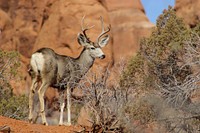 Mule Deer. Original public domain image from Flickr