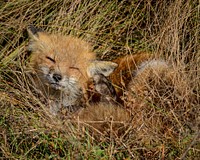 Red fox. Original public domain image from Flickr