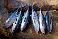 Freshly caught tuna fish are lined up for sale inside Mogadishu&#39;s fish market in the Somali. Original public domain image from <a href="https://www.flickr.com/photos/au_unistphotostream/8571825000/" target="_blank">Flickr</a>