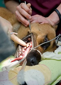 Veterinarians and a dentist remove a tooth from Ricsi, a U.S. Air Force military working dog, March 24, 2013, at Transit Center at Manas, Kyrgyzstan. (DoD photo by Staff Sgt. Stephanie Rubi, U.S. Air Force/Released). Original public domain image from Flickr