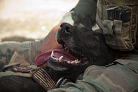 Wilbur, a U.S. Marine Corps military working dog with a Marine special operations team, takes a break with his handler after successfully searching a build site for an Afghan Local Police (ALP) checkpoint in Helmand province, Afghanistan, March 30, 2013.