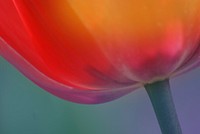 Tulips. Original public domain image from Flickr