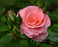Lolita flower. Original public domain image from Flickr
