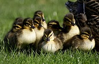 Ducklings. Original public domain image from Flickr