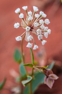 Sand verbena. Original public domain image from Flickr