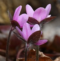 Purple flower. Free public domain CC0 photo.