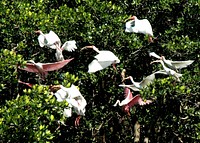 White Ibis & Roseate Spoonbill, NPS Photo, Sarah Zenner.