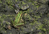 frog. Original public domain image from Flickr