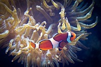 Nemo. You lose your old name, Mr. Clownfish. Original public domain image from Flickr