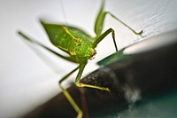 Grasshopper Approaches. Original public domain image from Flickr